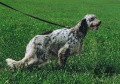Setter Anglais BOBET DI LORO PICENO Setter Anglais BOBET DI LORO PICENO
